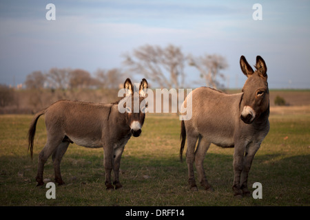 Les ânes dans Conte de ferme à Waxahachie, Texas, United States, 4 décembre 2013. Banque D'Images