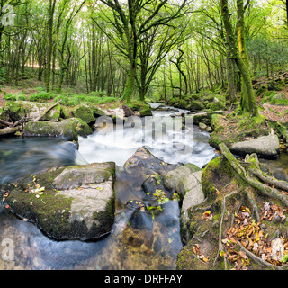 La rivière Fowey circulant sur des rochers moussus à Golitha Falls, dans le sud de aedge de Bodmin Moor en Cornouailles Banque D'Images