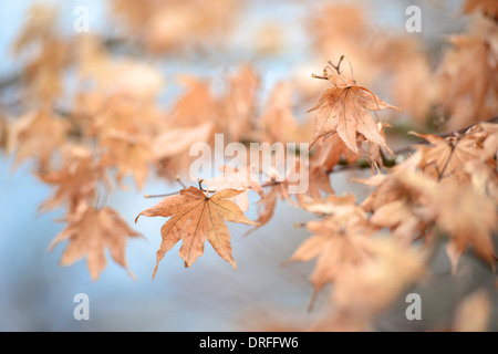 Feuilles d'érable sec on tree Banque D'Images
