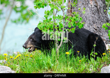 L'ours noir sauvage se nourrissant de pissenlits, Jasper National Park, Alberta, Canada Banque D'Images