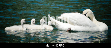 Swan mère avec les jeunes. concept d'amour, de protection et d'orientation. photo prise avec style vignetage Banque D'Images