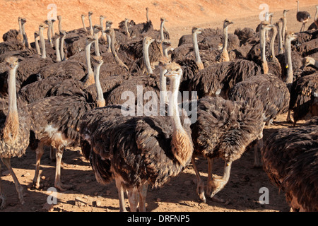 Les autruches (Struthio camelus) sur une ferme d'autruches, région du Karoo, Western Cape, Afrique du Sud Banque D'Images