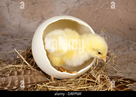 Petit poussin de Pâques nouveau-né qui sort d'un gros œuf d'autruche Banque D'Images