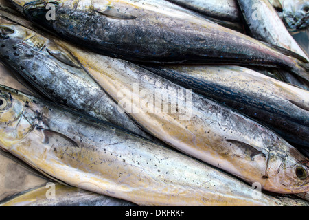 Dans un marché de poisson frais Banque D'Images