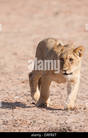 L'African Lion cub dans le désert du Kalahari Banque D'Images