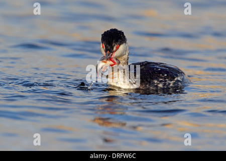 En plumage nuptial (Slavonie Non Horned Grebe) sur un lac Anglais Banque D'Images