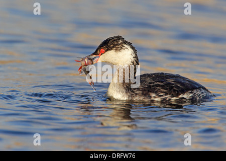 En plumage nuptial (Slavonie Non Horned Grebe) sur un lac Anglais Banque D'Images