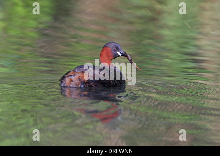 Des profils plumage nuptial Grèbe Castagneux Tachybaptus ruficollis dabchick ou sur un lac Anglais Banque D'Images