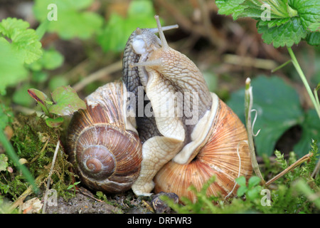 Deux escargots en lien étroit Banque D'Images