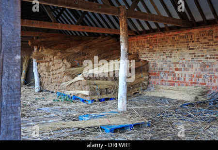 Une petite pile de Norfolk reed stocké dans une grange sur les Norfolk Broads à Ranworth, Norfolk, Angleterre, Royaume-Uni. Banque D'Images