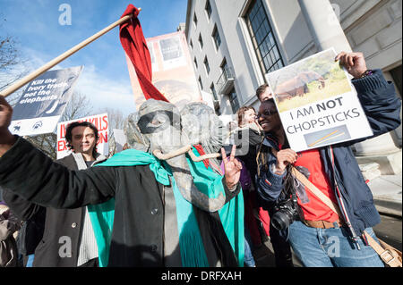 Londres, Royaume-Uni. 25 janv. 2014. Une grande foule de manifestants se sont rassemblés à l'ambassade de Chine, Londres, pour protester contre la soif de l'ivoire. Les militants exigent l'interdiction du commerce de l'ivoire dans l'espoir que la population d'éléphants du monde peuvent se rétablir dans leurs numéros. Credit : Lee Thomas/Alamy Live News Banque D'Images