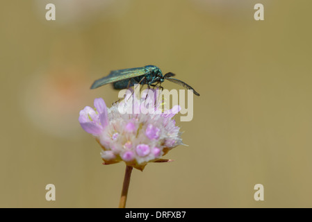 Ampfer-Guenwidderchen, Adscita statices, Forester moth Banque D'Images