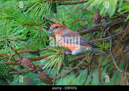 Parrot Crossbill Loxia pytyopsittacus mâles se nourrissent de pommes de pin Banque D'Images