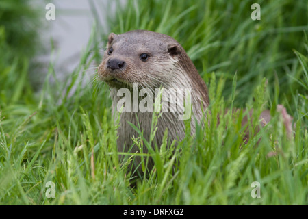 Loutre d'Europe sur le rivage, UK (Lutra lutra) Printemps Banque D'Images