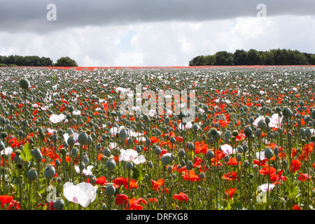 Du pavot à opium (Papaver somniferum) cultivé dans le Royaume-Uni Banque D'Images