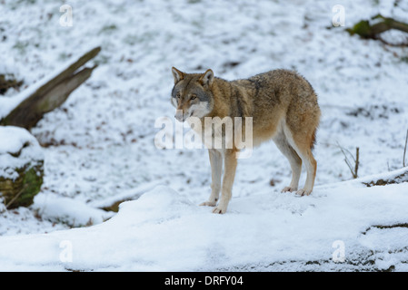 Grau-Wolf, Canis lupus, le loup gris d'Europe Banque D'Images