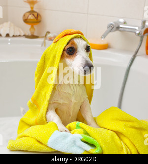 Chien Jack Russell en prenant un bain dans une baignoire Banque D'Images