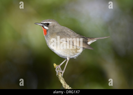 Siberian Rubythroat Luscinia calliope -- homme Banque D'Images