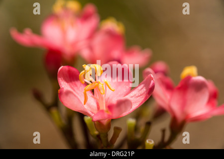 Gros plan du Jatropha Le Jatropha integerrima Rose Banque D'Images