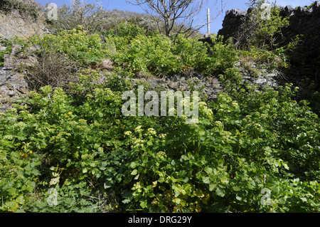 ALEXANDERS Smyrnium olusatrum (Apiaceae) - Lundy, Devon. Banque D'Images