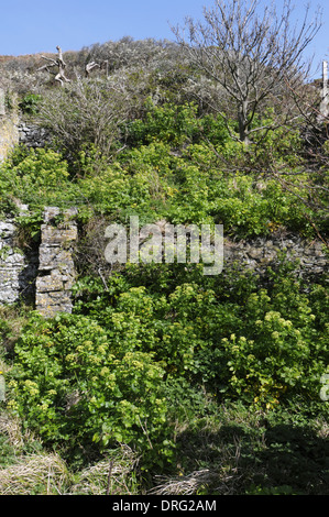 ALEXANDERS Smyrnium olusatrum (Apiaceae) - Lundy, Devon. Banque D'Images