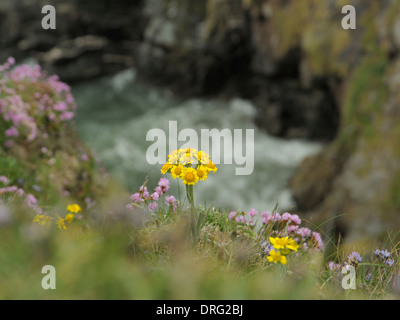 Fleawort South Stack ou domaine Fleawort Tephroseris integrifolia, Banque D'Images