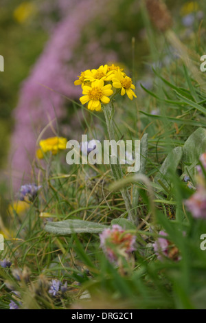 Fleawort South Stack ou domaine Fleawort Tephroseris integrifolia, Banque D'Images