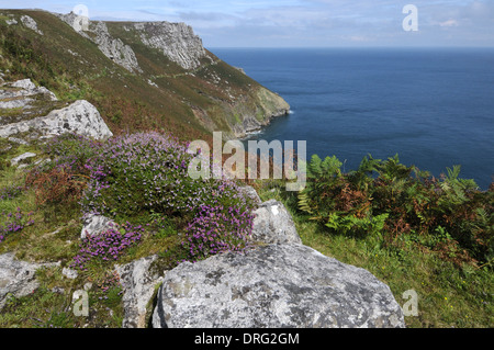 Heather Bell - Erica cinerea (Ericaceae) - du côté de Lundy, Devon. Banque D'Images