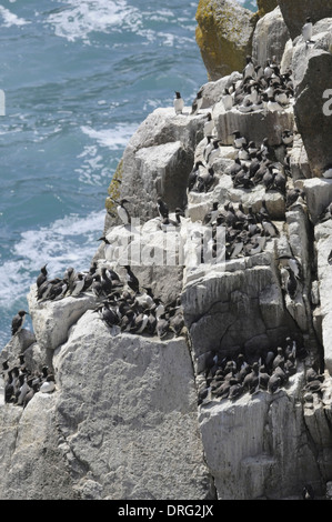 Guillemot (Uria aalge - colonie de reproduction sur Lundy Banque D'Images