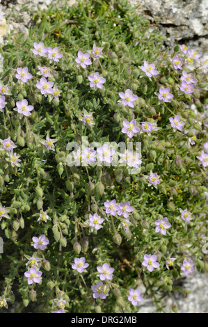 Rock Sea-spargoute des champs - Spergularia rupicola (Caryophyllaceae) Banque D'Images