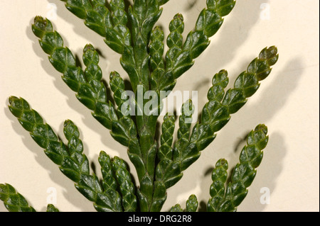 Cèdre de l'Ouest, Thuja plicata, feuilles de frondes / Banque D'Images