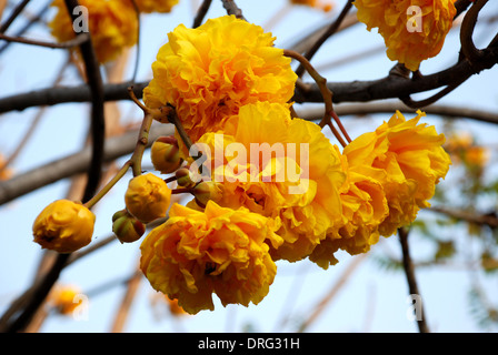 Cotton Tree tasse beurre fleur asiatique exotique Banque D'Images