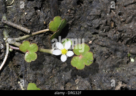 Round-leaved Crowfoot - Ranunculus omiophyllus (Ranunculaceae) flottant Banque D'Images