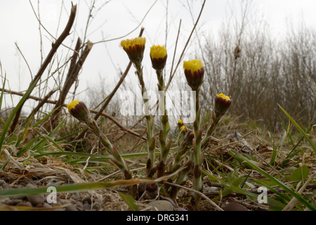 Colt's-foot, Tussilago farfara Banque D'Images