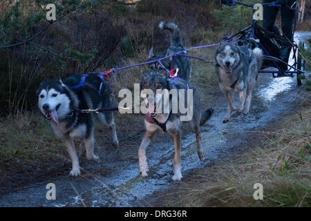 Aviemore, Scotland, UK. 25 janvier 2014. Un attelage de chiens en compétition aux 31e anniversaire Aviemore Sled Dog Rally 2014 Crédit : Thomas Bisset/Alamy Live News Banque D'Images