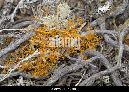 Cheveux d'or - Lichen Teloschistes flavicans Banque D'Images