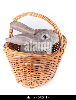 Lapin domestique il est isolé en studio sur un fond blanc. Banque D'Images