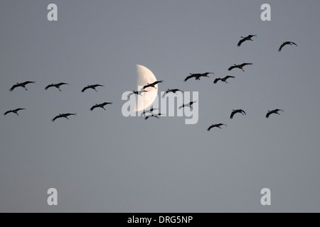 Grauer Kranich, Grus grus, grues, oiseaux volant dans au perchoir, Allemagne Banque D'Images