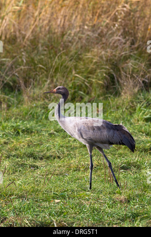 Grauer Kranich, Grus grus, grue, grue commun eurasien, chick sur les herbages, Allemagne Banque D'Images