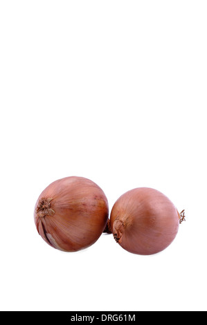 Deux gros oignon ampoule sur fond blanc. vertical studio shot Banque D'Images