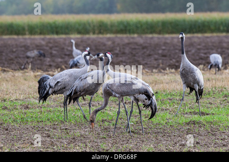 Grauer Kranich, Grus grus, grue, grue commun eurasien, l'alimentation sur les cultures, l'Allemagne, Mecklembourg-Poméranie-Occidentale Banque D'Images