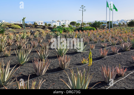 Domaine de l'Aloe Vera plantes poussant dans des sols volcaniques sur une ferme pour la production de produits cosmétiques à base de plantes des îles Canaries Lanzarote Banque D'Images