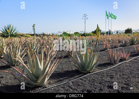 Domaine de l'Aloe Vera plantes poussant dans des sols volcaniques sur une ferme pour la production de produits cosmétiques à base de plantes des îles Canaries Lanzarote Banque D'Images