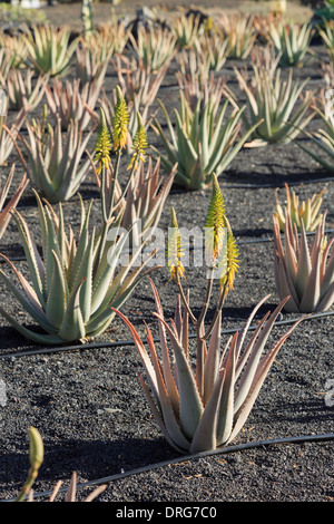 Domaine de l'Aloe Vera plantes poussant dans des sols volcaniques sur une ferme pour la production de produits à base de plantes. Lanzarote, îles Canaries, Espagne Banque D'Images