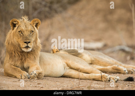 Male lion (Panthera leo) roulant sur le dos, looking at camera Banque D'Images