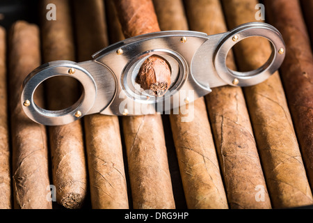 Libre de couper l'extrémité du cigare Banque D'Images