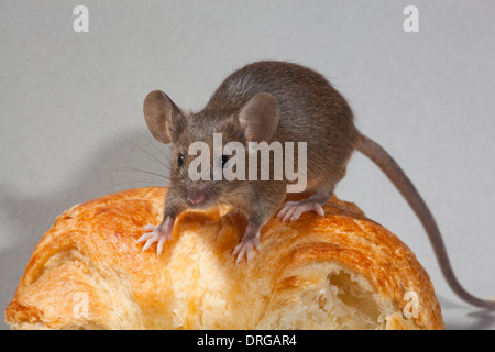 Souris domestique (Mus musculus). Banque D'Images