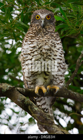 Owl puissant se percher. Banque D'Images