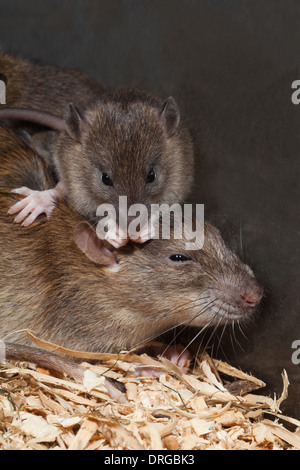 Rat surmulot (Rattus norvegicus). Laver les jeunes assis sur le dos de la mère. Banque D'Images