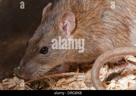 Rat surmulot (Rattus norvegicus). Head montrant les traits du visage, organes des sens, vibrisses, nez, yeux, oreilles externes. Banque D'Images